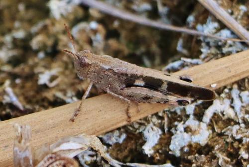Réf. 348 864 : Aiolopus strepens